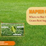 Where to Buy Super Napier Grass: Best Suppliers & Prices